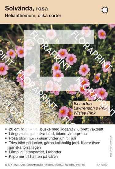 Helianthemum allm rosa