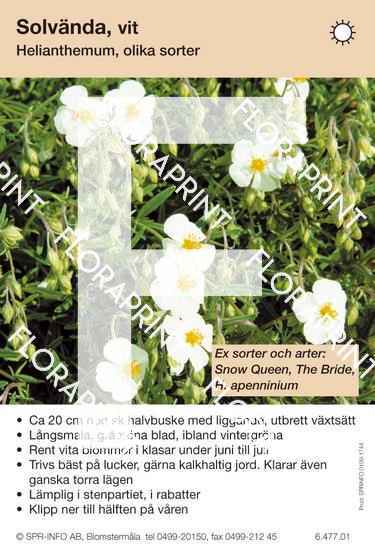 Helianthemum allm vit (sorter:)