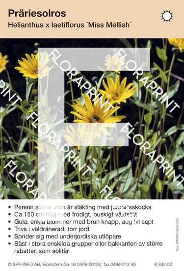 Helianthus laetiflorus Miss Melish