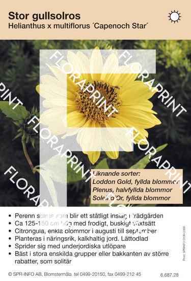 Helianthus multiflorus Capenoch Star (sorter:)