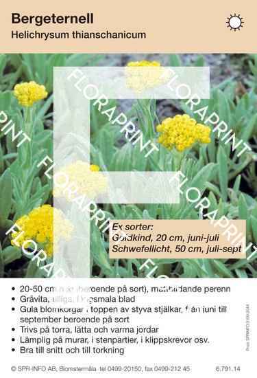 Helichrysum thianschanicum (sorter:)