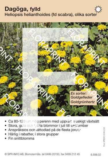 Heliopsis helianthoides (scabra) fylld (sorter:)