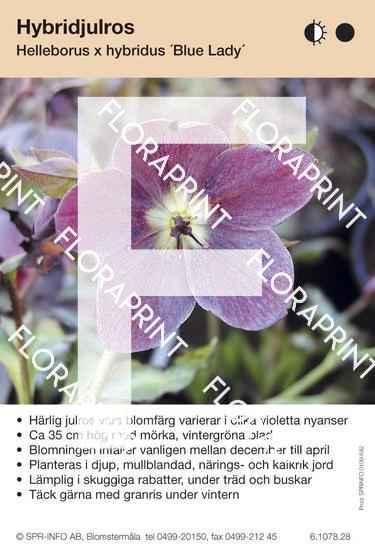 Helleborus hybridus Blue Lady