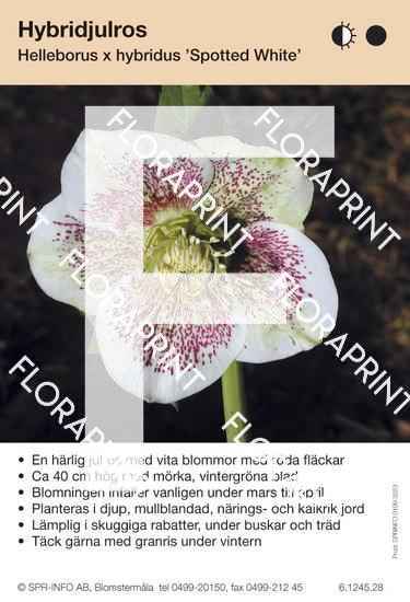 Helleborus hybridus Spotted White