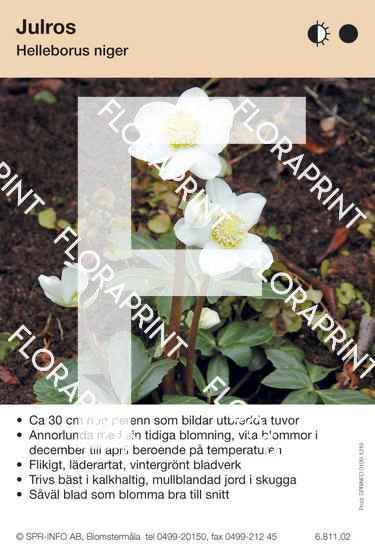 Helleborus niger