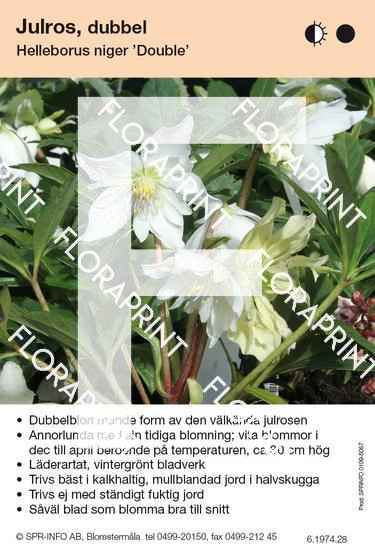 Helleborus niger Double