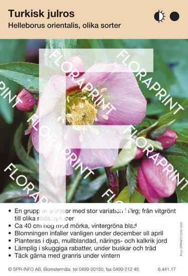 Helleborus orientalis allm