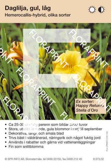 Hemerocallis allm gul låg (sorter:)