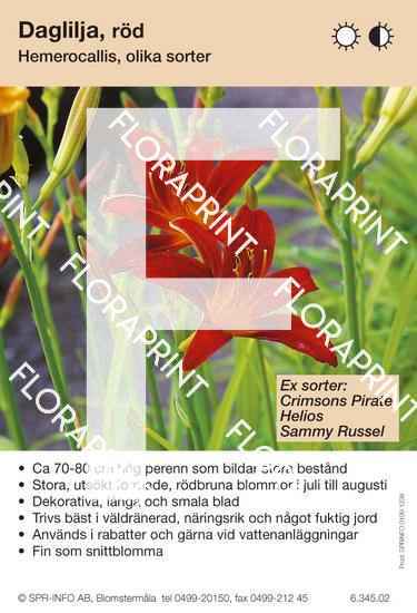 Hemerocallis allm röd (sorter:)