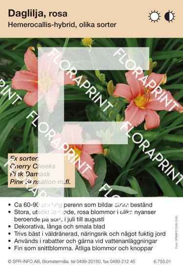 Hemerocallis allm rosa (sorter:)