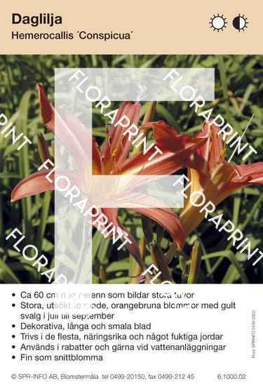 Hemerocallis Conspicua