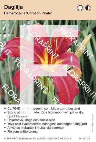 Hemerocallis Crimson Pirate