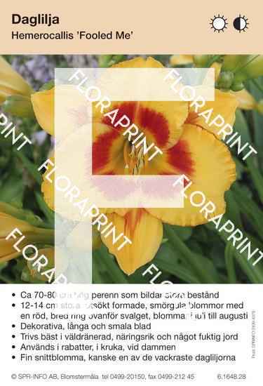 Hemerocallis Fooled Me