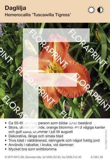 Hemerocallis Tuscawilla Tigres