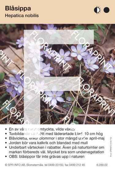 Hepatica nobilis