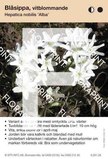 Hepatica nobilis Alba