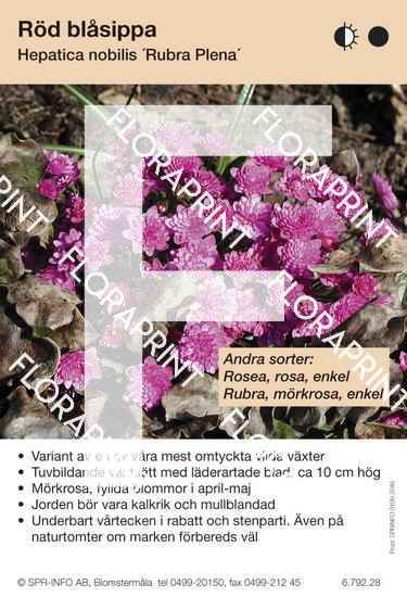 Hepatica nobilis Rubra Plena (sorter:)