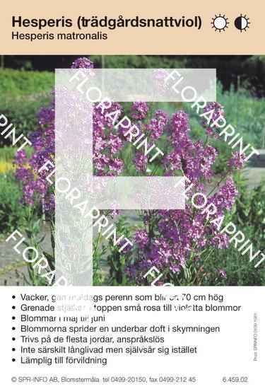 Hesperis matronalis