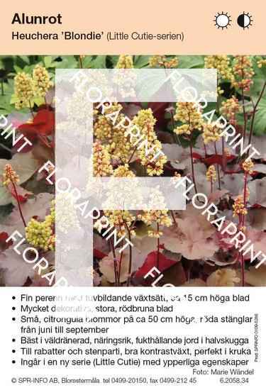 Heuchera Blondie (Little Cuties)