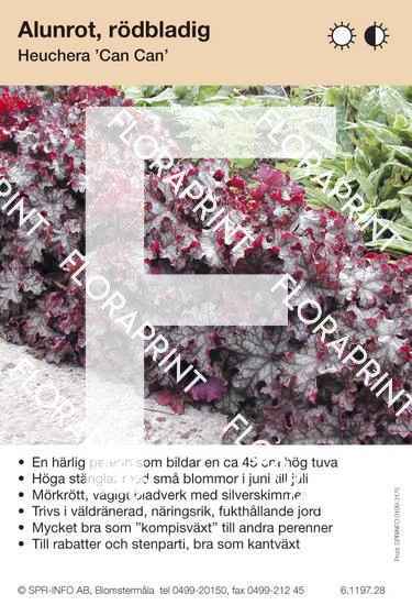 Heuchera Can Can