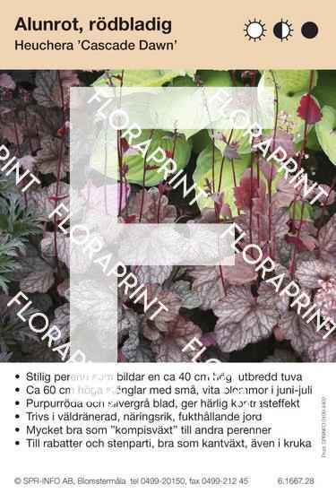 Heuchera Cascade Dawn