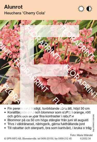 Heuchera Cherry Cola