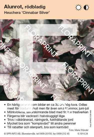 Heuchera Cinnabar Silver