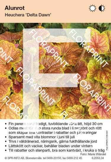 Heuchera Delta Dawn