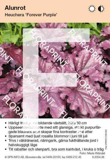 Heuchera Forever Purple