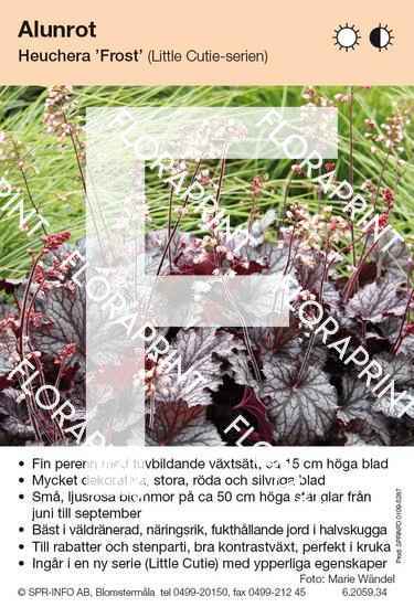 Heuchera Frost (Little Cuties)