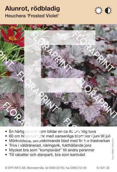 Heuchera Frosted Violet