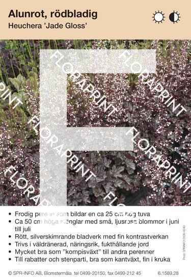 Heuchera Jade Gloss