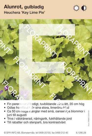 Heuchera Key Lime Pie