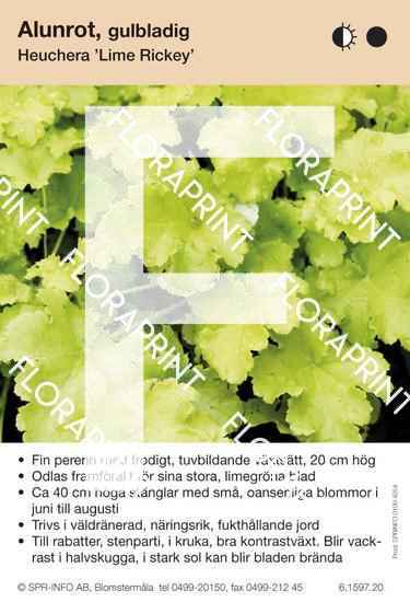 Heuchera Lime Rickey