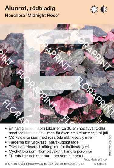 Heuchera Midnight Rose