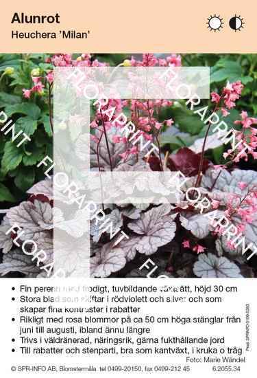 Heuchera Milan