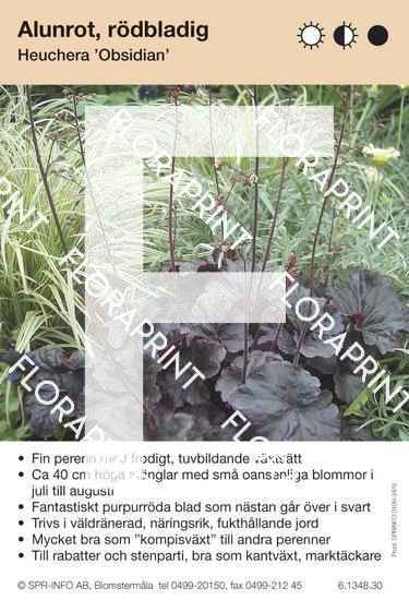 Heuchera Obsidian