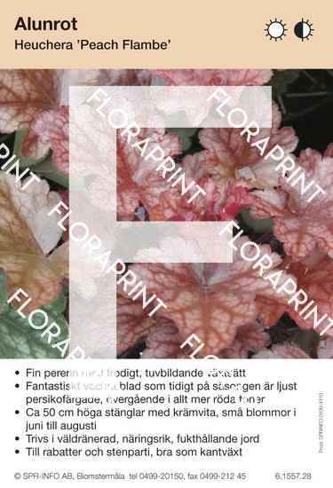 Heuchera Peach Flambe