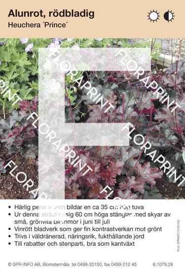 Heuchera Prince