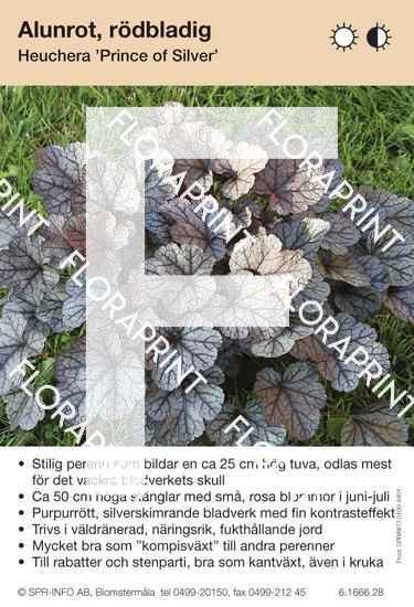 Heuchera Prince of Silver