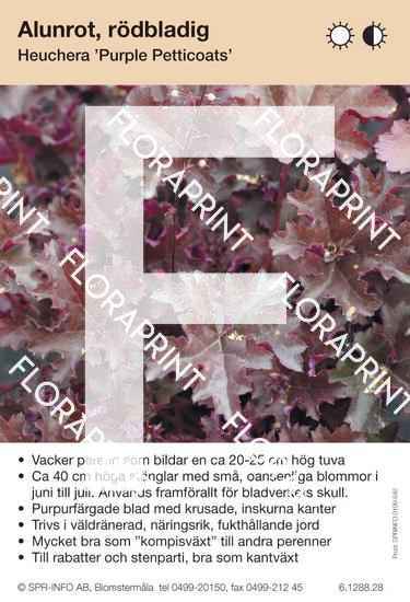 Heuchera Purple Petticoats