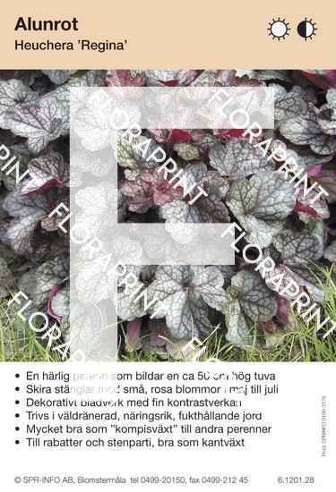 Heuchera Regina