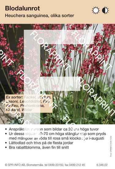 Heuchera sanguinea allm (sorter:)