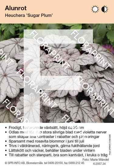 Heuchera Sugar Plum