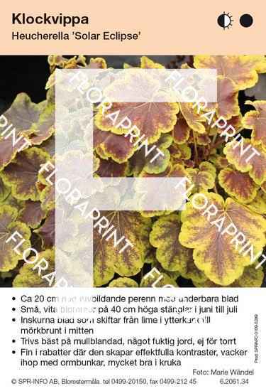 Heucherella Solar Eclipse