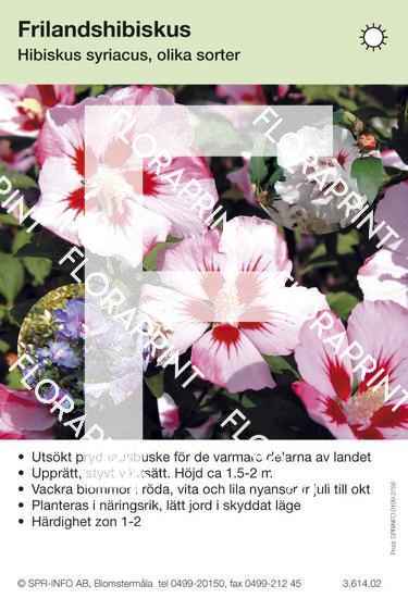 Hibiscus syriacus allmän blandade färger