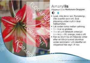 Hippeastrum Hortorum-Gruppen