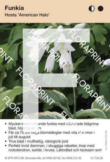 Hosta American Halo