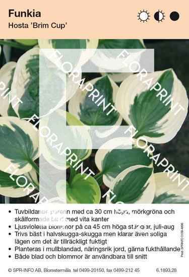 Hosta Brim Cup