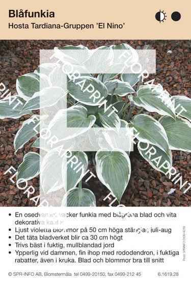 Hosta El Nino